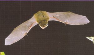 Bat