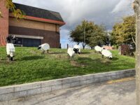 Sheep are back